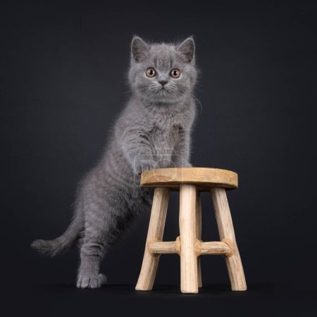 Süßes blaues Britisch Kurzhaar Katzenkätzchen, das seitlich mit den Vorderpfoten auf einem kleinen Holzhocker steht. Blickt direkt in die Kamera mit großen orangefarbenen Augen. Vereinzelt auf schwarzem Hintergrund.