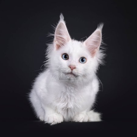 Adorable sólido blanco Maine Coon gato gatito, acostado frente. Mirando a la cámara con un ojo azul y un ojo heterocromático. Aislado sobre un fondo negro.