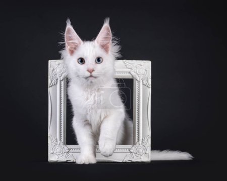 Adorable blanco sólido Maine Coon gato gatito, sentado a través de marco de imagen blanca. Mirando a la cámara con un ojo azul y un ojo heterocromático. Aislado sobre un fondo negro.