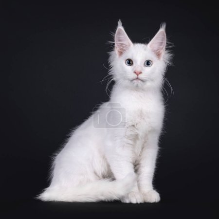 Adorable solid white Maine Coon cat kitten, sitting up side ways. Looking to camera with a blue and a heterochromia eye. Isolated on a black background.
