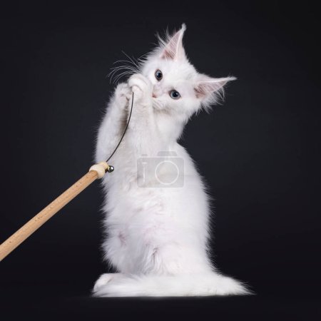 Adorable blanco sólido Maine Coon gato gatito, sentado en patas traseras jugando con un juguete en un palo. Mirando a la cámara con un ojo azul y un ojo heterocromático. Aislado sobre un fondo negro.