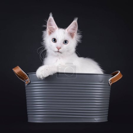 Foto de Adorable blanco sólido Maine Coon gato gatito, sentado en cubo de metal. Mirando a la cámara con un ojo azul y un ojo heterocromático. Aislado sobre un fondo negro. - Imagen libre de derechos