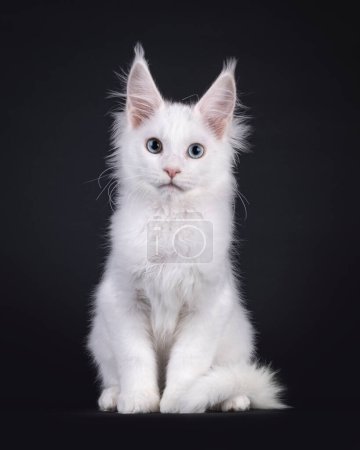 Adorable solid white Maine Coon cat kitten, sitting up side ways. Looking to camera with a blue and a heterochromia eye. Isolated on a black background.