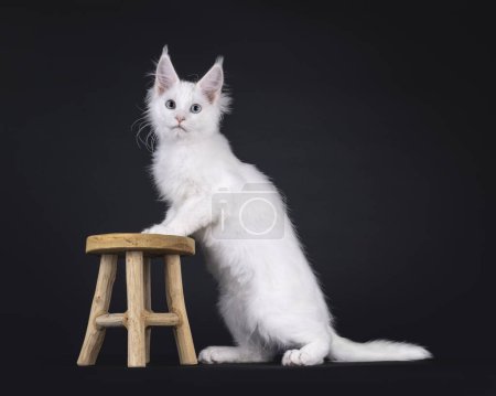 Adorable blanco sólido Maine Coon gato gatito, sentado lado maneras con patas delanteras en pequeño taburete de madera. Mirando a la cámara con un ojo azul y un ojo heterocromático. Aislado sobre un fondo negro.