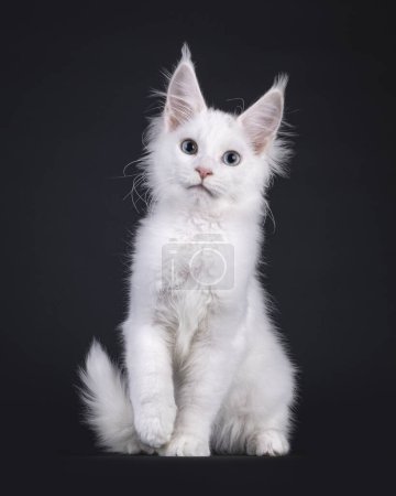 Adorable solid white Maine Coon cat kitten, sitting up side ways. Looking to camera with a blue and a heterochromia eye. One paw playful in air. Isolated on a black background.