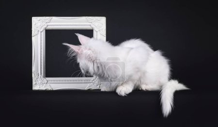 Adorable blanco sólido Maine Coon gato gatito, tendido en frente de marco de imagen. Mirando al marco no mostrando la cara. Aislado sobre un fondo negro.