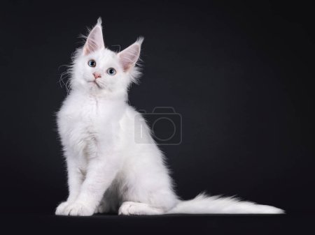 Adorable blanco sólido Maine Coon gato gatito, sentado de lado maneras. Mirada y por encima de la cámara con un ojo azul y un ojo heterocromático. Aislado sobre un fondo negro.