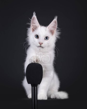 Adorable solid white Maine Coon cat kitten, sitting up side ways. Looking to camera with a blue and a heterochromia eye. One paw on black microphone. Isolated on a black background.