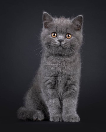 Charming blue British Shorthair cat kitten, sitting up facing front. Looking beside camera with light orange eyes. Isolated on a black background.