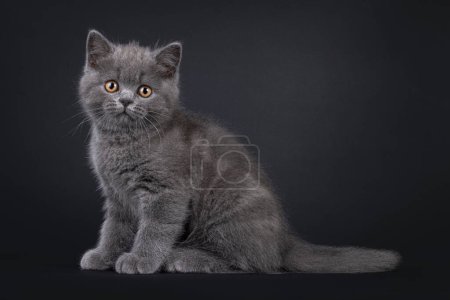 Charmantes blaues Britisch Kurzhaar Katzenkätzchen, das seitlich aufsitzt. Blickt mit hellorangen Augen in die Kamera. Vereinzelt auf schwarzem Hintergrund.