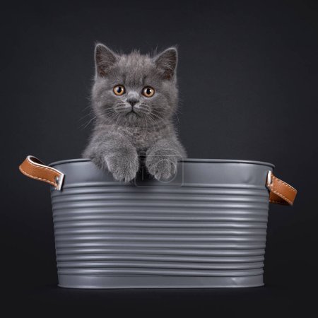 Charmant chaton British Shorthair bleu, assis dans un seau en métal avec pattes sur le bord. Regardant droit vers la caméra avec des yeux orange clair. Isolé sur un fond noir.