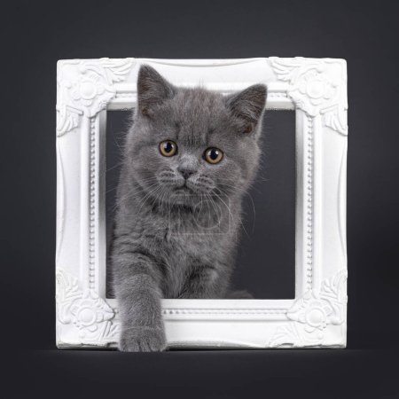 Charming blue British Shorthair cat kitten, stepping through white picture frame. Looking straight to camera with light orange eyes. Isolated on a black background.
