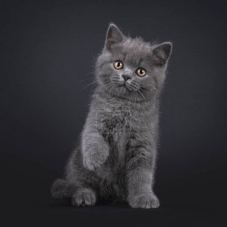 Charming blue British Shorthair cat kitten, sitting up facing front with one paw playful in air. Looking beside camera with light orange eyes. Isolated on a black background.
