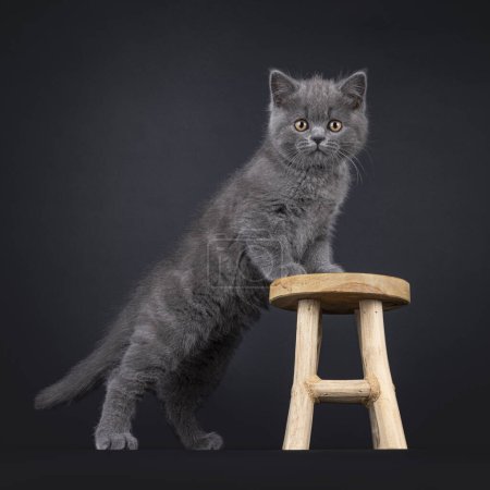 Charmantes blaues Britisch Kurzhaar Katzenkätzchen, das seitlich mit den Vorderpfoten auf einem kleinen Holzhocker steht. Blickt direkt in die Kamera mit hellorangen Augen. Vereinzelt auf schwarzem Hintergrund.