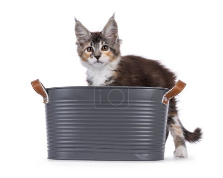 Cute little maine coon cat kitten, stepping into metal bucket. Looking towards camera. Isolated on a white background.