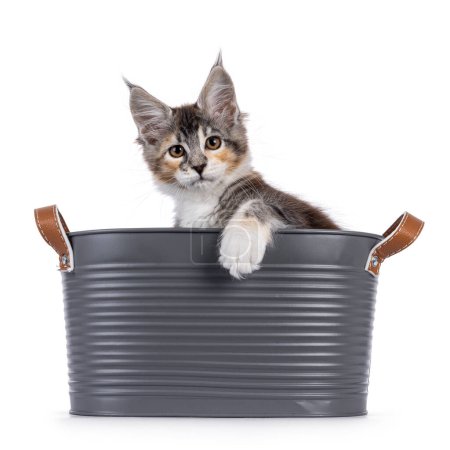 Cute little maine coon cat kitten, sititng in metal bucket with paw over the edge. Looking towards camera. Isolated on a white background.