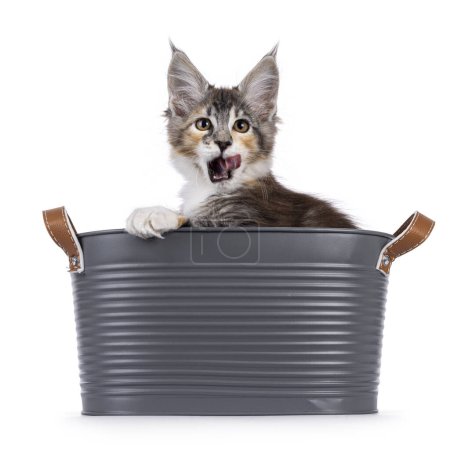 Niedliche kleine Maine Coon Katzenkätzchen, sitzend in einem Metalleimer mit Pfote über dem Rand. Blickt in die Kamera und leckt den Mund. Isoliert auf weißem Hintergrund.