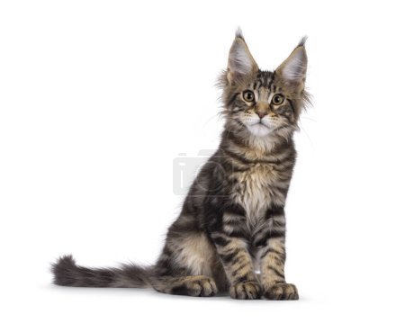 Photo for Sweet black tabby Maine Coon cat kitten, sitting up side ways. Looking straight to camera. Isolated on a white background. - Royalty Free Image