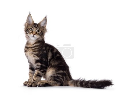Photo for Sweet black tabby Maine Coon cat kitten, sitting up side ways. Looking straight to camera. Isolated on a white background. - Royalty Free Image