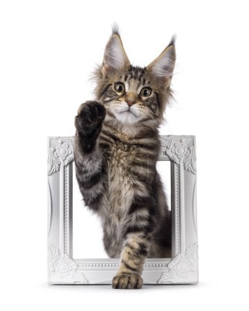 Dulce negro tabby Maine Coon gato gatito, sentado a través de marco de la imagen con una pata hig arriba haciendo cinco alto. Mirando directamente a la cámara. Aislado sobre un fondo blanco.