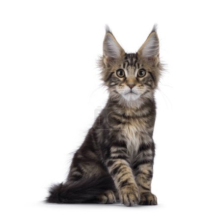 Photo for Sweet black tabby Maine Coon cat kitten, sitting up facing front. Looking straight to camera. Isolated on a white background. - Royalty Free Image