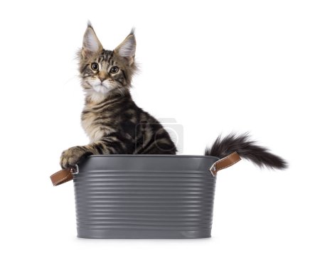 Photo for Sweet black tabby Maine Coon cat kitten, sitting side ways in metal bucket with paw on edge andtail out. Looking straight to camera. Isolated on a white background. - Royalty Free Image
