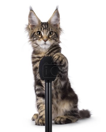 Gatito gato negro dulce tabby Maine Coon, sentado frente a frente con una pata en el micrófono negro. Mirando directamente a la cámara. Aislado sobre un fondo blanco.