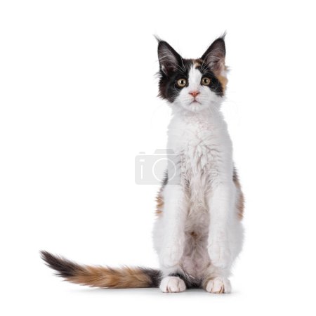 Curious tortie maine coon cat kitten, sitting up facing front on hind paws like meerkat. Looking straight to camera. Isolated on a white background.