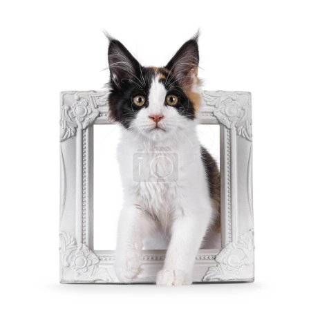 Curious tortie maine coon cat kitten, sitting through photo frame. Looking straight to camera. Isolated on a white background.