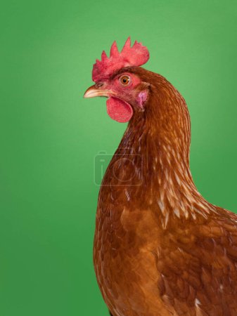 Head shot of Brown common chicken, standing side ways. Looking away from camera. Isolated on a green background.