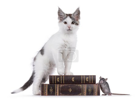 Cute Maine Coon cat kitten and tiny blue rat, both standing side ways with a paw on old books. Looking towards camera. Isolated on a white background.