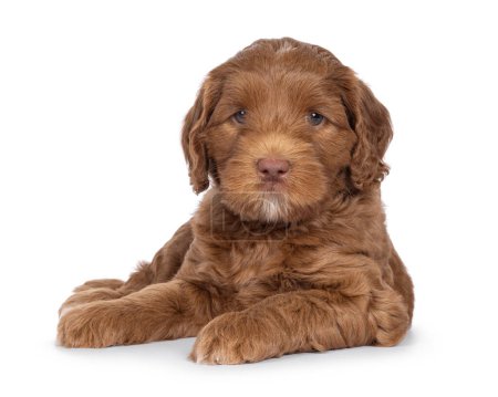 Cute Labradoodle aka Cobberdog pup, laying down facing front. Looking straight to camera with blue eyes. Isolated on a white background.