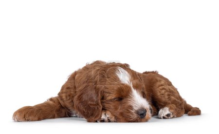 Bonito esmoquin Labradoodle alias cachorro Cobberdog, acostado profundamente dormido. Ojos cerrados. Aislado sobre un fondo blanco.