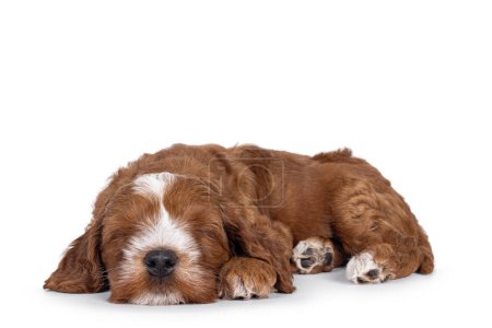 Foto de Bonito esmoquin Labradoodle alias cachorro Cobberdog, acostado profundamente dormido. Ojos cerrados. Aislado sobre un fondo blanco. - Imagen libre de derechos