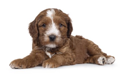 Cute tuxedo Labradoodle aka Cobberdog pup, laying down side ways. Looking straight to camera with blue eyes. Isolated on a white background.