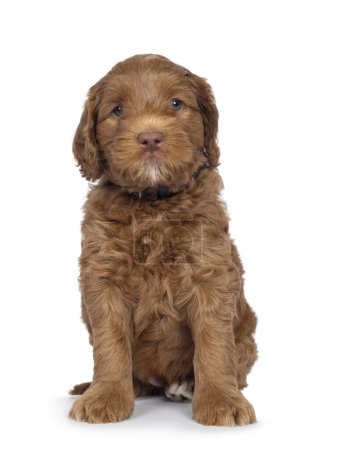 Cute Labradoodle aka Cobberdog pup, sitting up facing front. Looking straight to camera with blue eyes. Isolated on a white background.