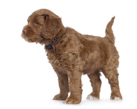 Cute Labradoodle aka Cobberdog pup, standing up side ways. Looking side ways away from camera with blue eyes. Isolated on a white background.