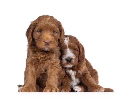2 Cute tuxedo Labradoodle aka Cobberdog puppies, sitting up facing front almost falling against each other. Looking straight to camera with blue eyes. Isolated on a white background.