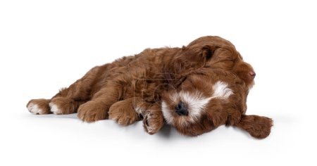 2 Cute Labradoodle aka Cobberdog pups, laying on top of each other while sleeping. Eyes closed. Isolated on a white background.