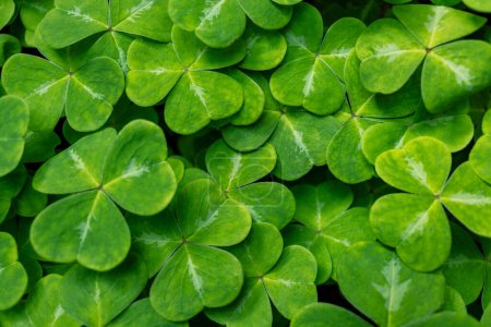 Full frame top view of bright green clover plant leafs