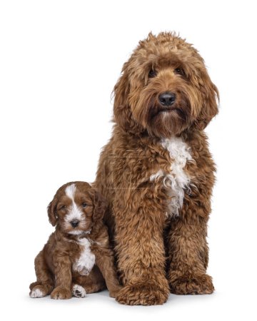 Happy young male Cobberdog aka Labradoodle, sitting up facing front beside puppy. Looking straight to camera with mouth closed. Isolated on a white background.