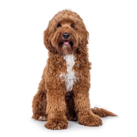Happy young male Cobberdog aka Labradoodle, sitting up facing front. Looking straight to camera with tongue out. Isolated on a white background.