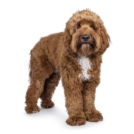 Happy young male Cobberdog aka Labradoodle, standing side ways.  Looking straight to camera with mouth closed. Isolated on a white background.