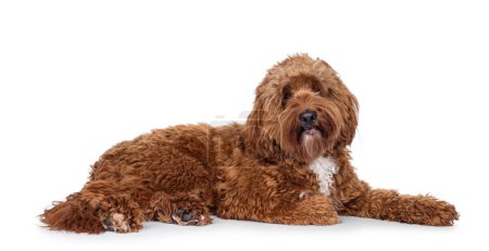Happy young male Cobberdog aka Labradoodle, laying down side ways.  Looking straight to camera with mouth closed. Isolated on a white background.