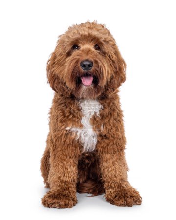 Happy young male Cobberdog aka Labradoodle, sitting up facing front. Looking straight to camera with tongue out. Isolated on a white background.