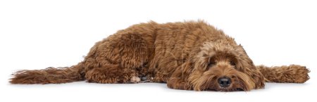 Tired young male Cobberdog aka Labradoodle, laying down side ways.  Looking straight to camera with head down on floor. Isolated on a white background.