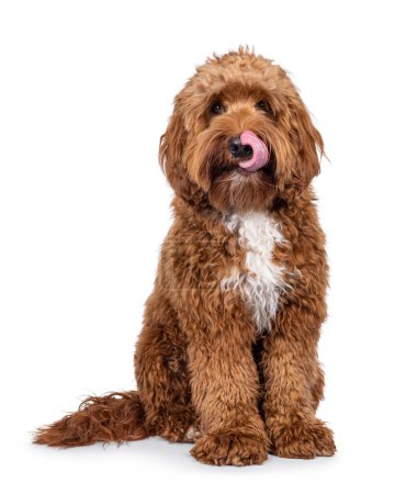 Happy young male Cobberdog aka Labradoodle, sitting up facing front. Looking straight to camera licking nose with tongue. Isolated on a white background.