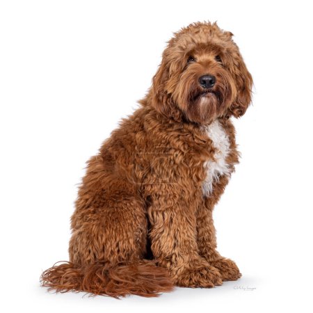 Happy young male Cobberdog aka Labradoodle, sitting up side ways.  Looking straight to camera with mouth closed. Isolated on a white background.