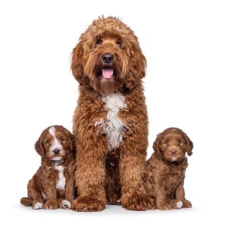 Proud young male Cobberdog aka Labradoodle, sitting up facing front inbetween 2 puppies. Looking straight to camera with tongue out. Isolated on a white background.