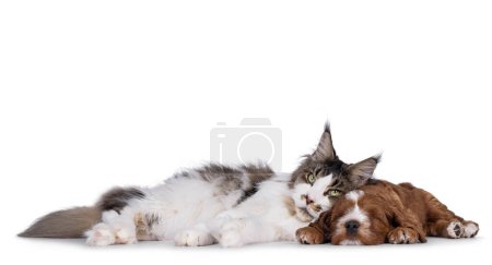 Portrait d'un chat adulte du Maine Coon allongeant ses côtés en utilisant un chiot labradoodle endormi comme coussin. Chat regardant la caméra avec l'expression "ne touchez pas mon chien". Isolé sur fond blanc.